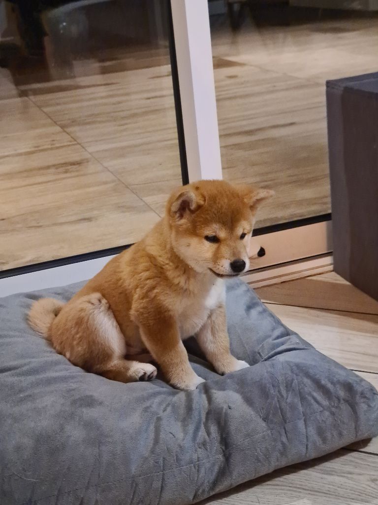 De Los Caballeros Del Sol - Chiot disponible  - Shiba