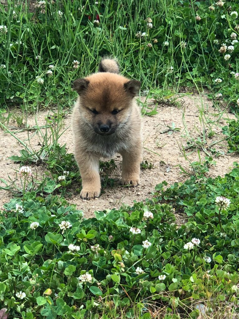 De Los Caballeros Del Sol - Chiots disponibles - Shiba