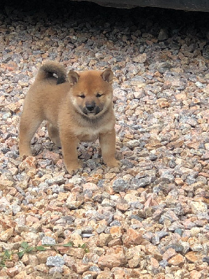CHIOT